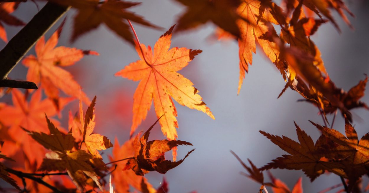 20220923 Herfstlegpatronen 1200x630