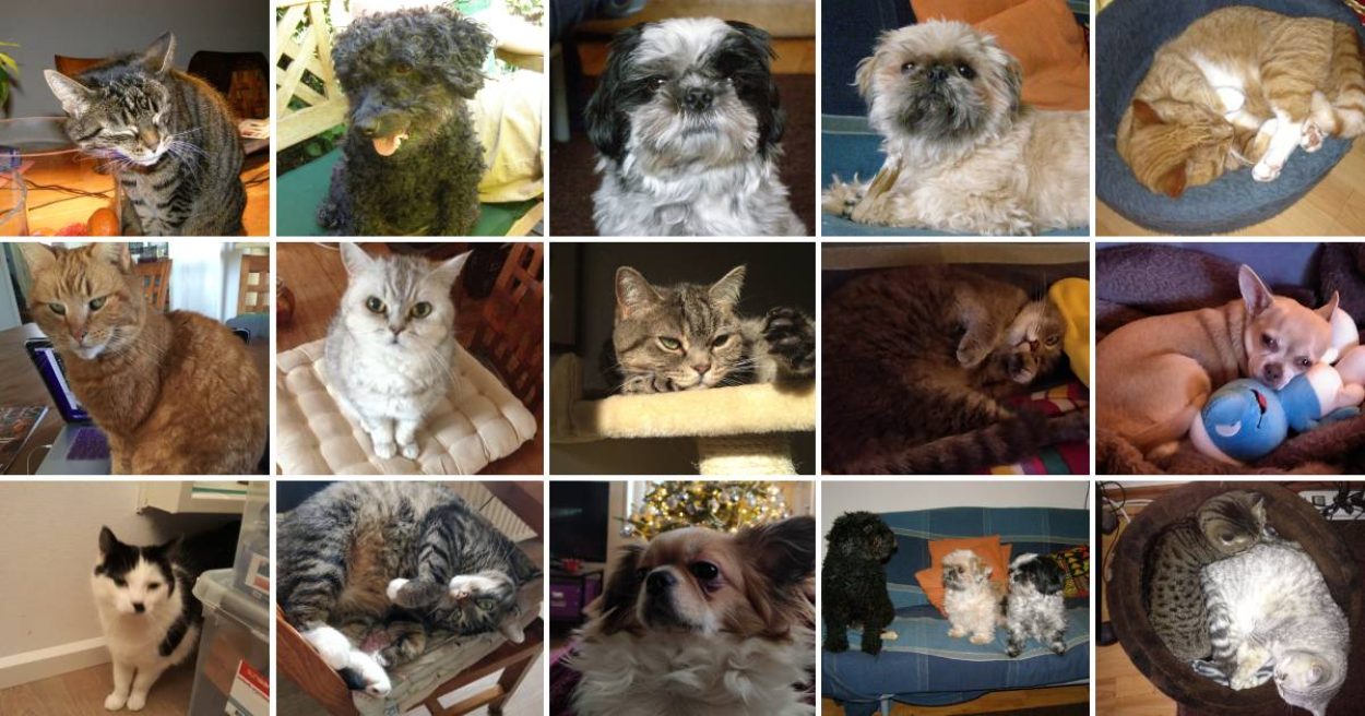 Afbeelding blog 202138 dierendag huisdieren 1200x630